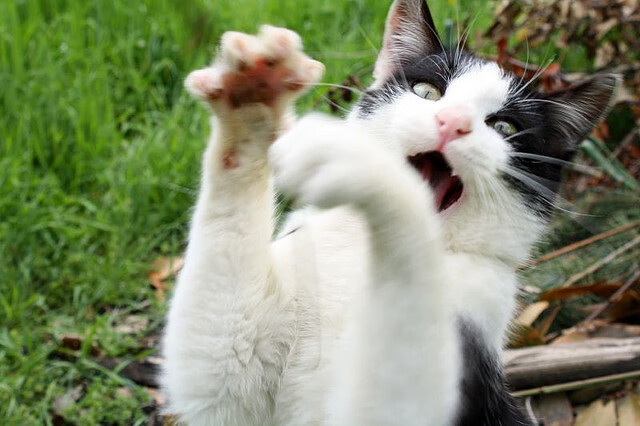 开云体育官方网入口-CS2 赛事观众热情高涨，csgog2最近比赛