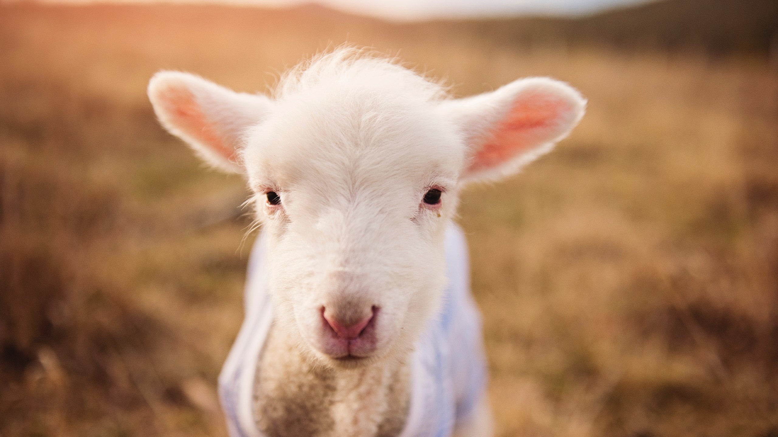 开云全站-“未来之星：青少年足球排行榜公布，激励少年奋进”，未来少儿足球俱乐部