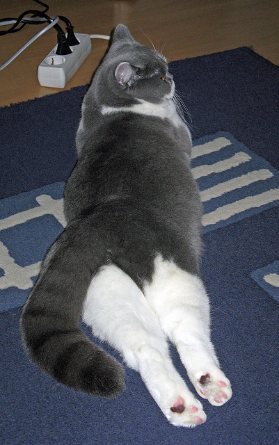 开云·体育官网APP下载-“校园足球奖学金激励机制正式建立，助力少年成长”，校园足球赛奖状