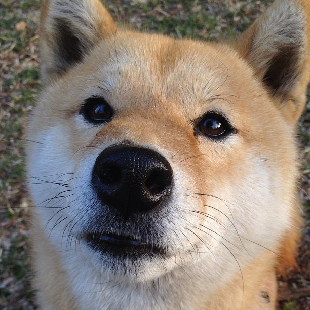 开云官方网站-【规则深入】裁判如何应对比赛中的争议犯规？，比赛过程中当裁判员发现误判时只能在什么时间更改判决