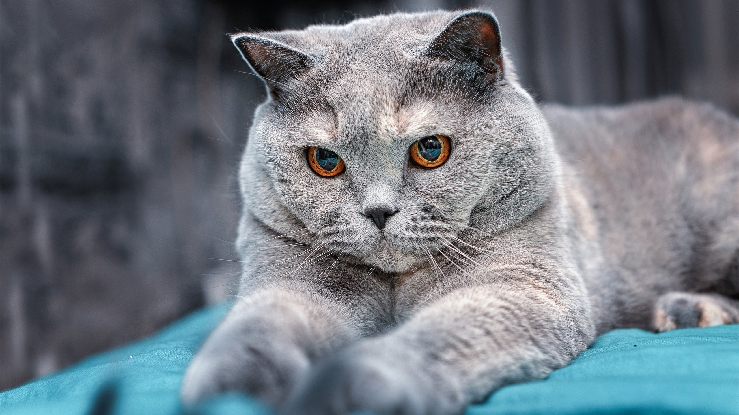 KAIYUN 中国大陆-亚眠前锋进攻效率不高，需加强射门练习，亚眠球衣