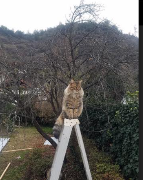 kaiyun-Chinese Taipei：未来发展的关键在于人才培养与技术提升