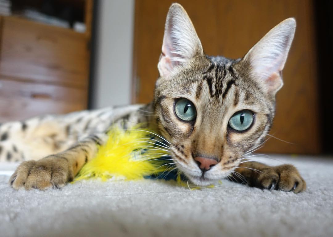 kaiyun体育综合-国内裁判培训体系改革全面提升执法专业水平，裁判培训计划