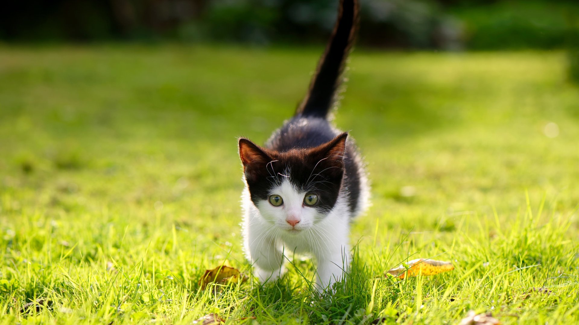 开云体育官方网入口-法甲青训成绩与国际合作优势，法甲青训最好的球队